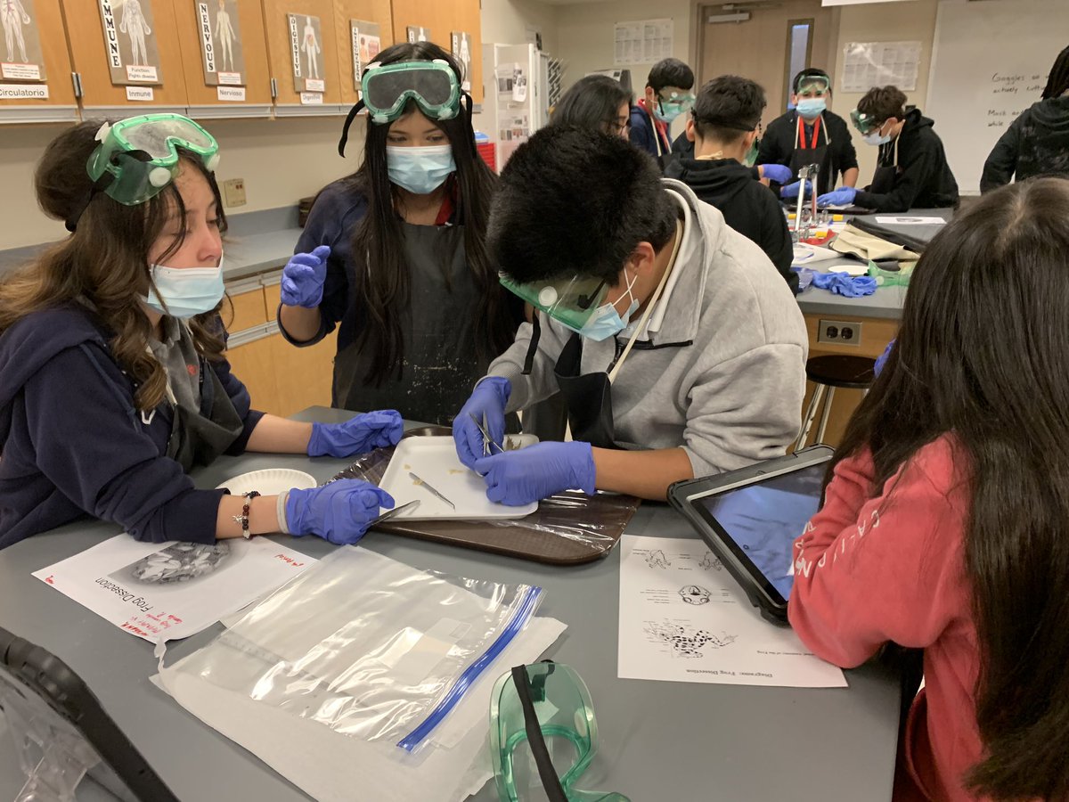 @Lamar_MS 7th Grade Scientists conclude their study of body systems with frog dissection #OurLab #OurScientists @IrvingISD