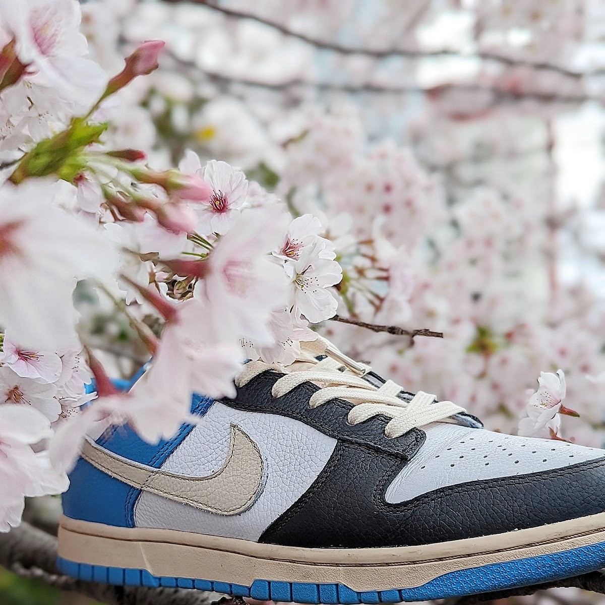 KicksLife9's tweet photo. お花見 https://t.co/Rv3UK71vF2