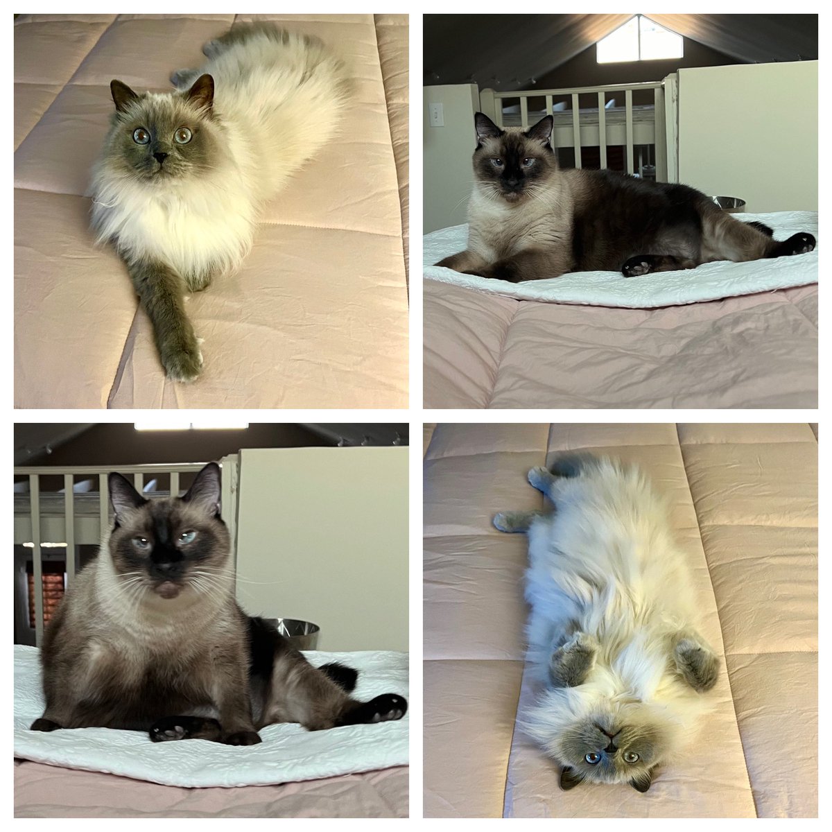Happy National Pet Day to my fluffy little loves Samantha and Huey P! #NationalPetDay #ragdollcat #siamesecat #catsrule