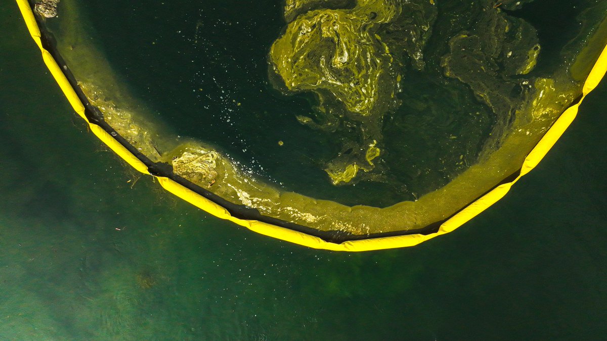 #mipueblo Realizan limpieza de cianobacterias en el lago de Coatepeque
👉tinyurl.com/24sehpzu
#LagoDeCoatepeque #accioncoatepeque #yocuidocoatepeque