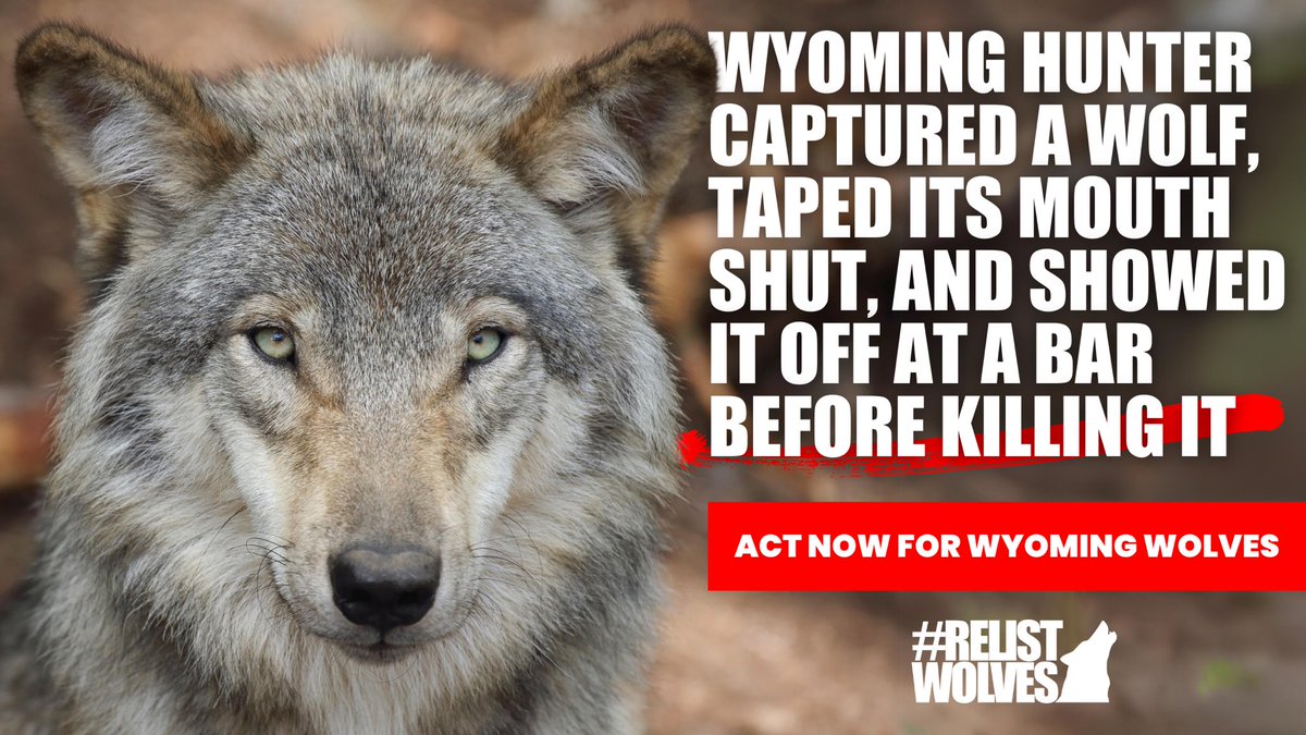 We are outraged at the news of the wolf that was tortured, traumatized, and killed in Wyoming. Act now to demand that justice be served and that the state of Wyoming and @WGFD ban the hunting of wolves & coyotes with ATVs and other motorized vehicles. app.speechifai.tech/s/pKbgLEthHbTr…