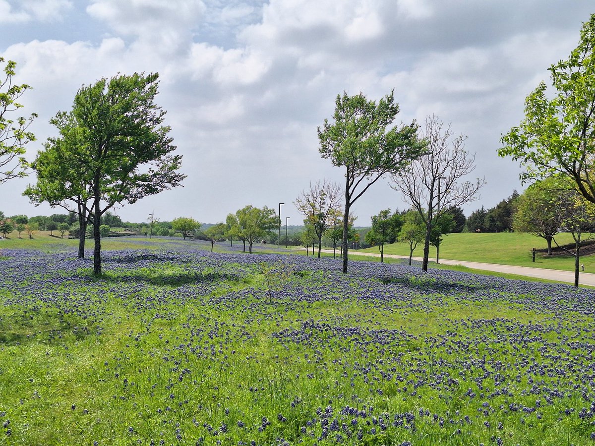 Blue Bonnet season in Dallas... The state flower of Texas.