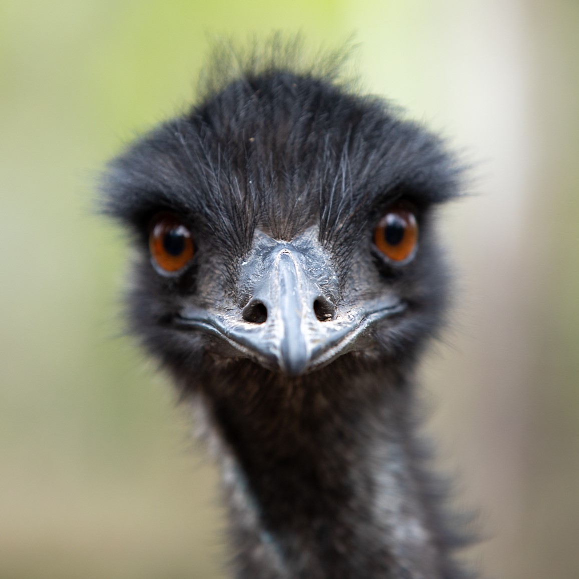 Three gregarious characters have (re)joined our flock 🤗 Their mission: to help restore and regenerate the biodiversity of the Nangak Tamboree Wildlife Sanctuary landscape 🌱 brnw.ch/21wIJMM | #WildOz