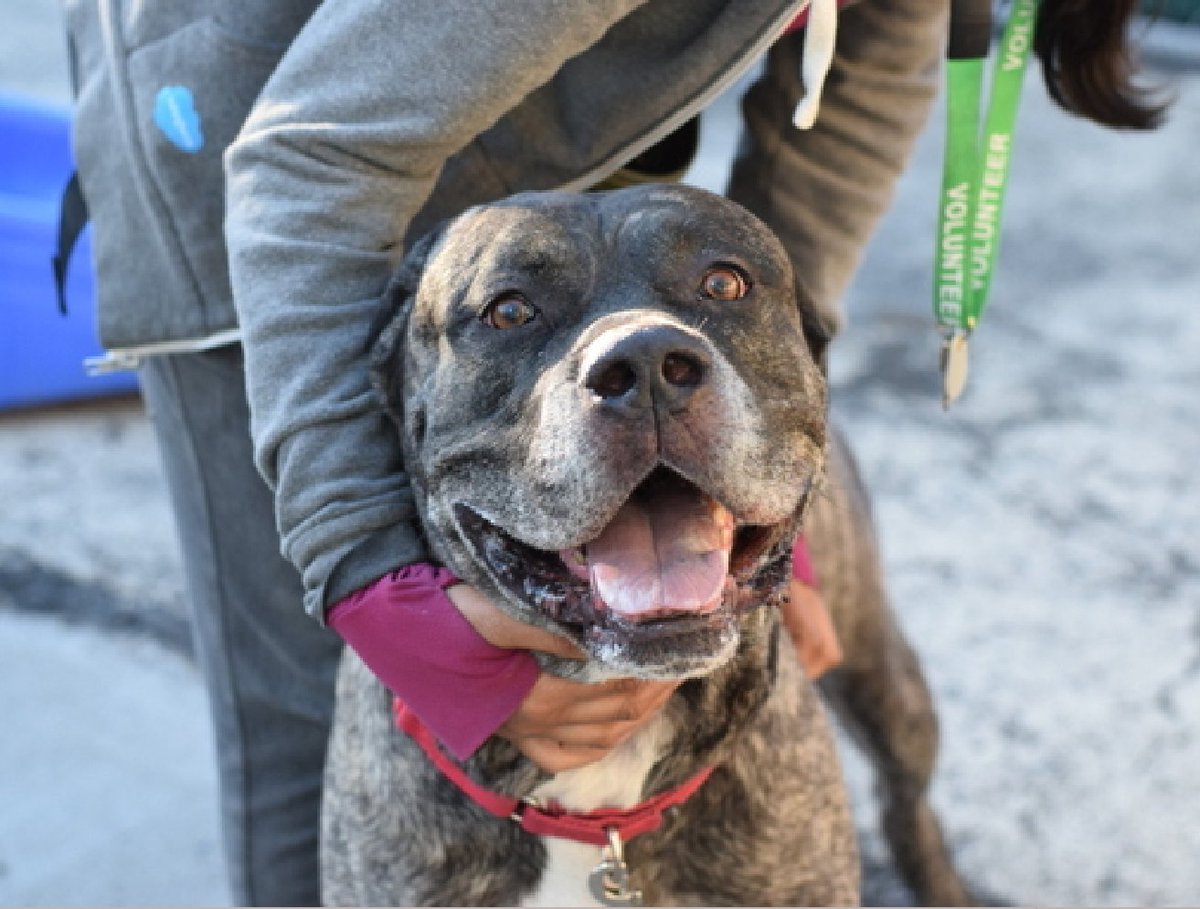 🐾110 lb beauty 4-y/o Shadow Rain surrendered b/c owner took a no pet place. 2nd best behavior rating. Housetrained, active, good leash-walker, affectionate, social, mellow. Friendly w/ strangers, kids, dogs & cats. Needs a foster offer by *4/13* nycacc.app/#/browse/190455