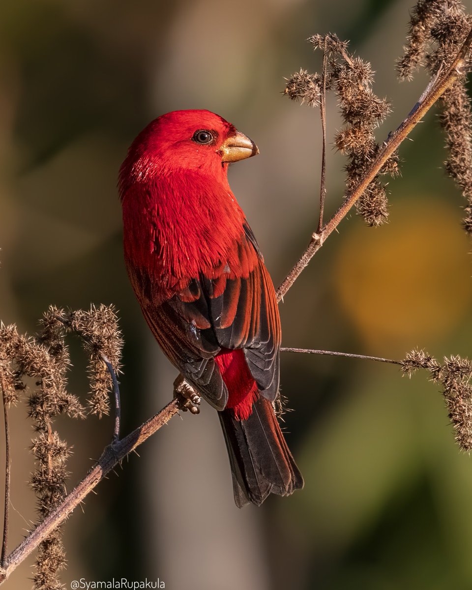 #indiaves #ThePhotoHour #BirdsOfTwitter #TwitterNatureCommunity #wildplanet #wildlife #BBCWildlifePOTD  #BirdsSeenIn2024 #NatureIn_Focus #birdtwitter #birds #natgeoindia Scarlet Finch