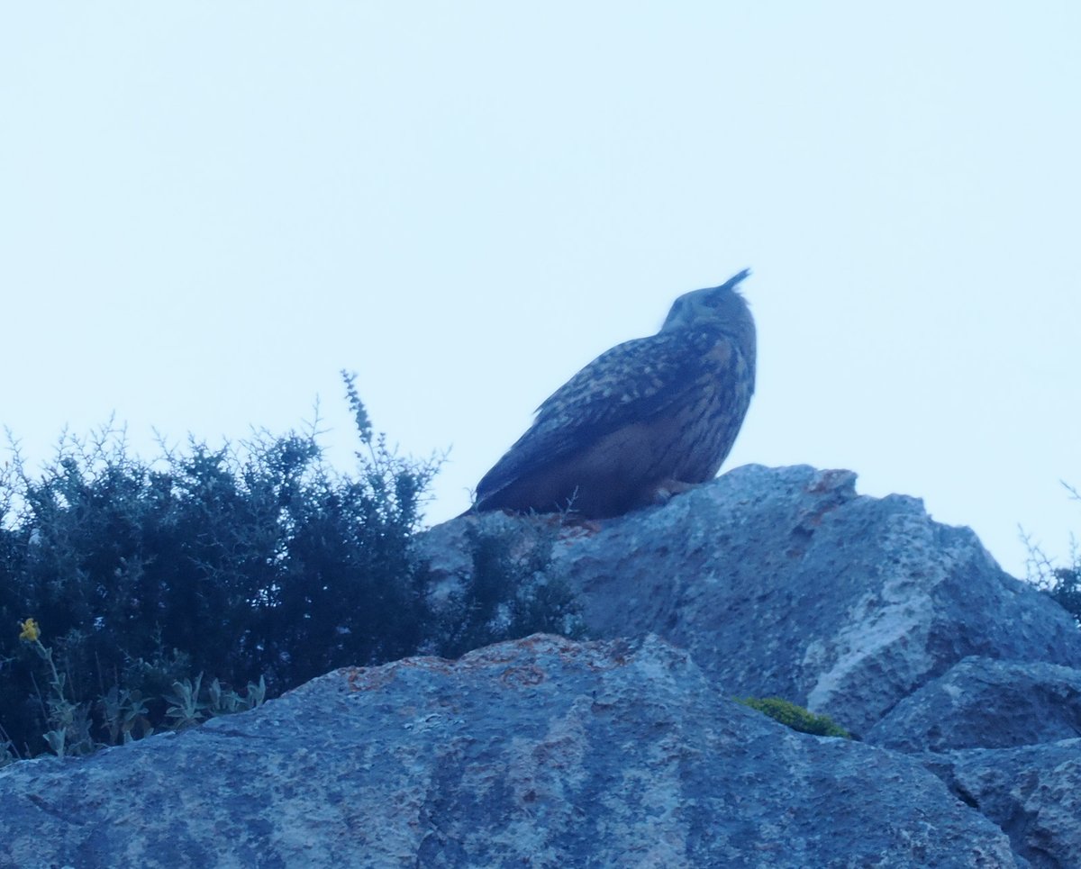 On holiday in Greece. I first saw this Eagle Owl in Evia yesterday evening when it flew overhead as I ordered food at a taverna. This evening, I had closer views.