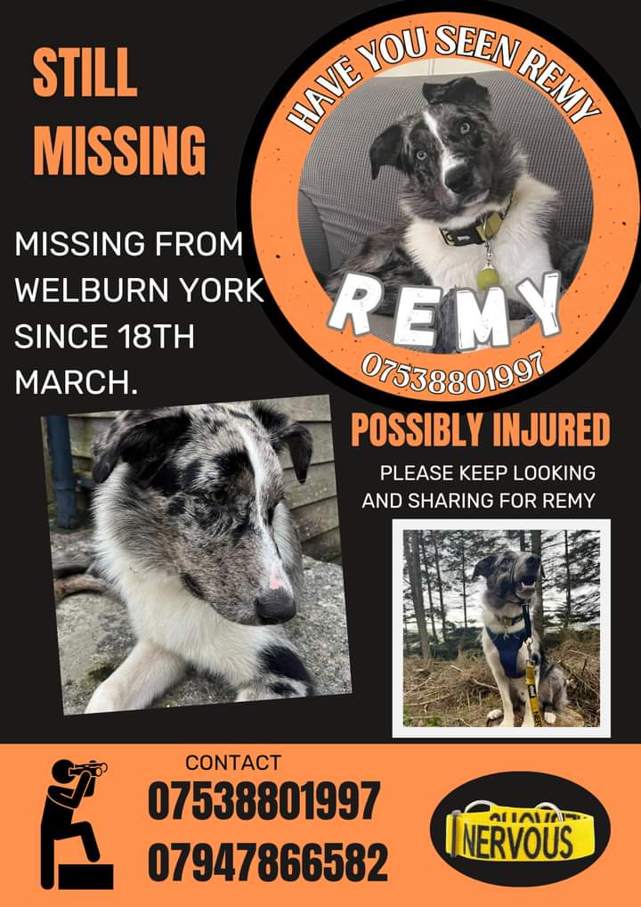 Remy is still #missing 💔 not one single sighting since being seen being hit by a car 😭 where is he #FindingRemy #welburn #York facebook.com/groups/1138589…