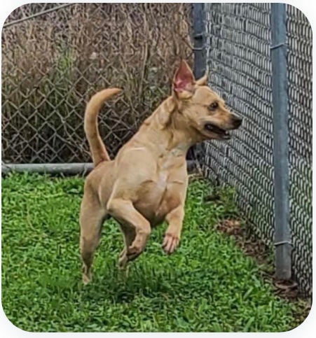 IVO #A365508 to be 💉4/15 2yo had no life #CorpusChristi Tx will take her life #Plz #PLEDGE #RESCUE or #ADOPT this sweet girl ! She’s petrified at the shelter and not sure where she is but knows it’s a bad dark place ( dogs know danger) plz help her out of hell she faces ⬇️