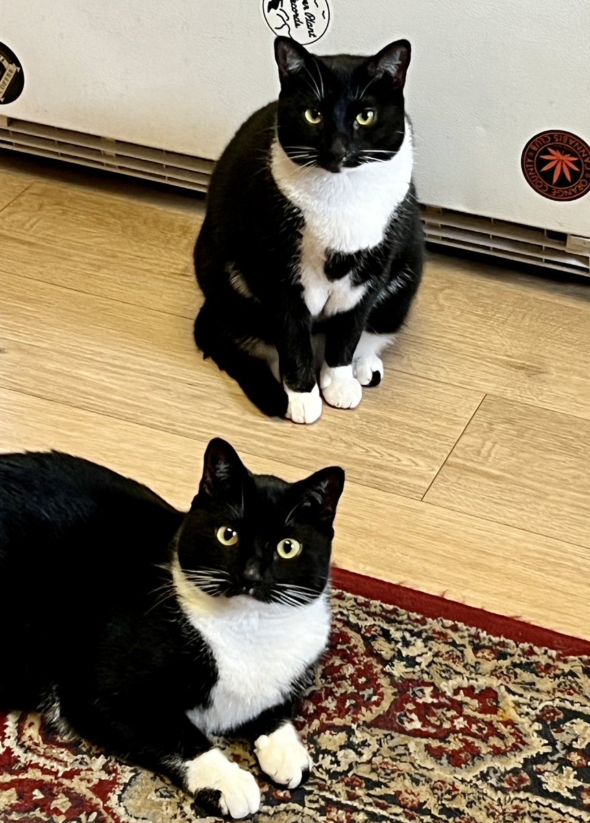 #NationalPetDay you say? Here’s ZsaZsa & Eva Gabor. ZsaZsa prefers reclining. #tuxies #tuxedocats #cats