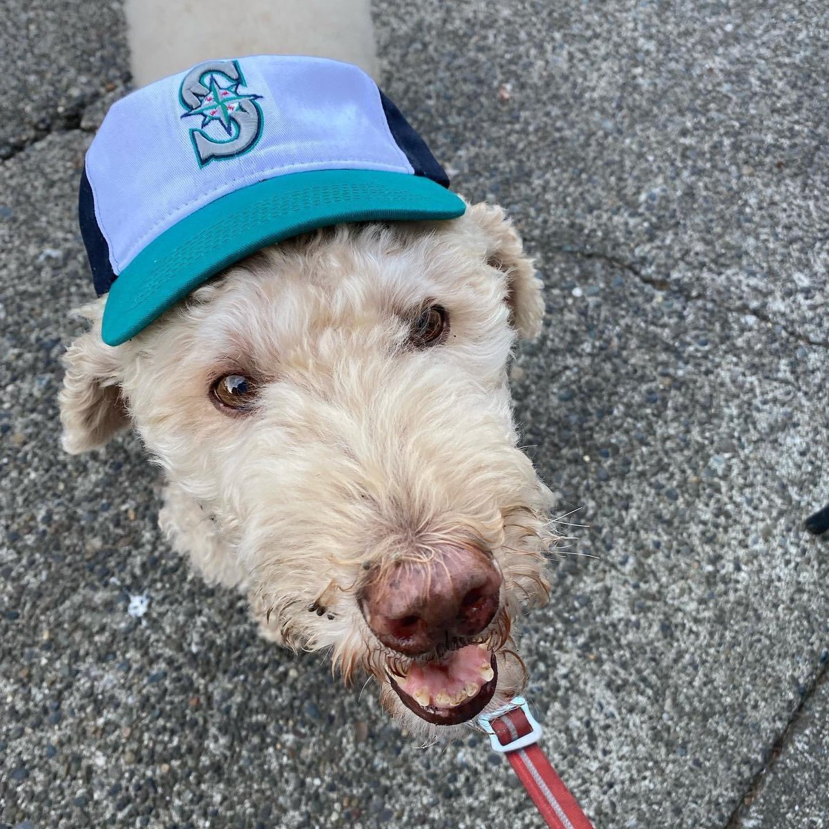 Happy #NationalPetDay from Otis, Seattle’s biggest Mariners fan!