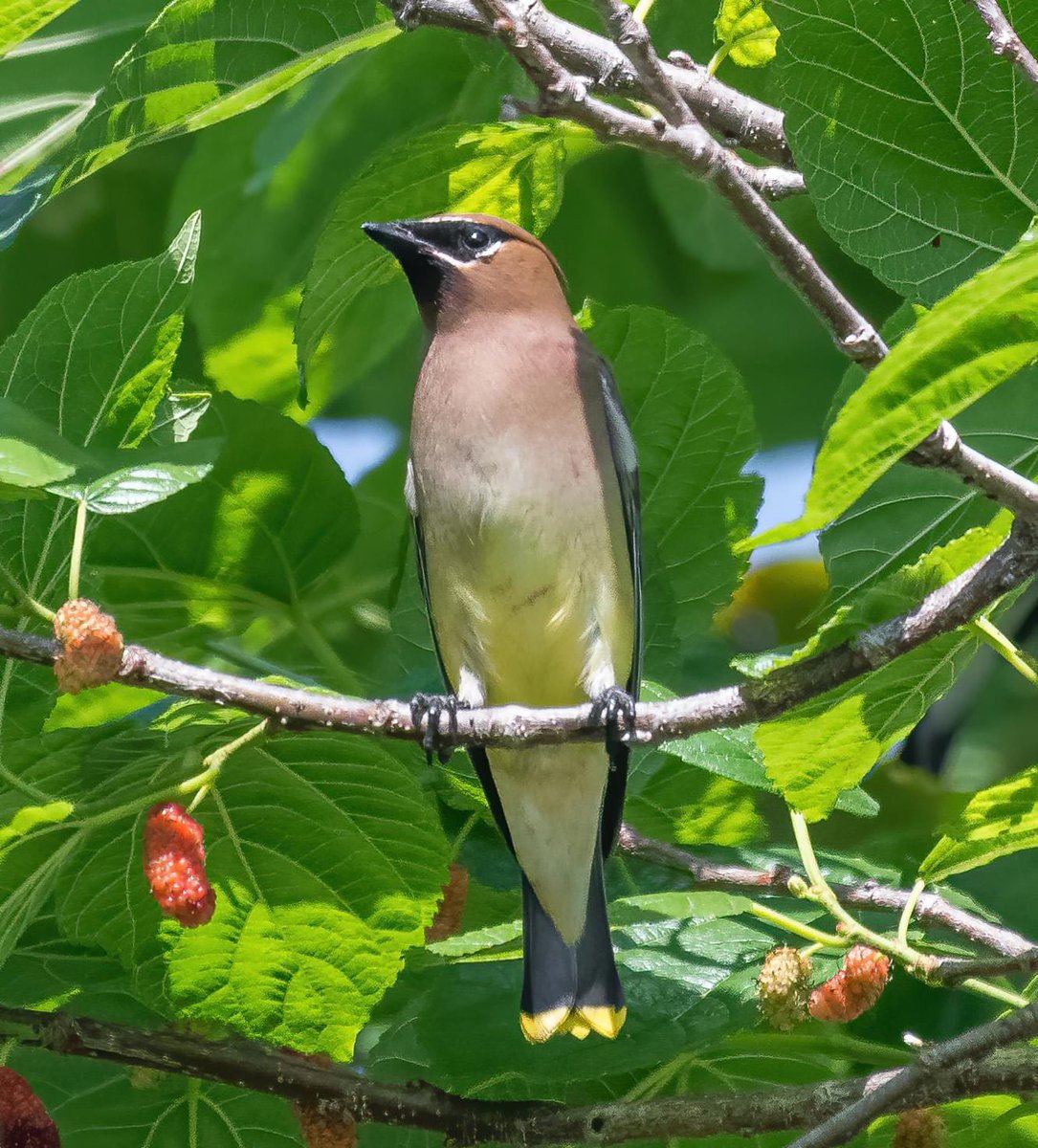 Cedar Waxwing #Florida
By ~ Thomas Lynch