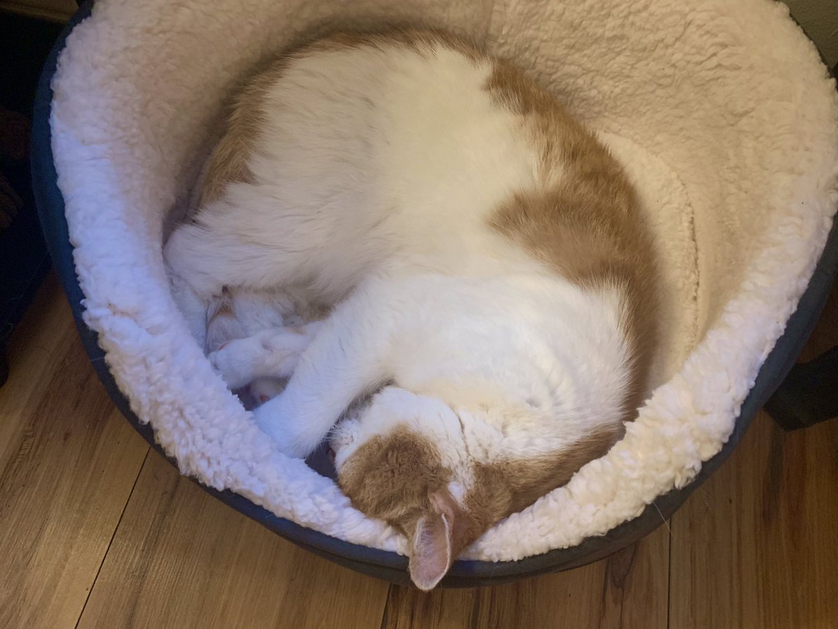 Here I am in new bed … the people can’t believe it.  They might get an undisturbed night's sleep for the first time in nearly three years.  We'll see 😹.
#CatsOfX #AdoptDontShop #CatsOfTwitter #FluffyFursday