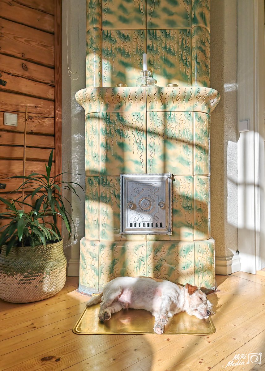 Koiran elämää vanhassa hirsitalossa 🐶 Keväisen auringon lämmössä on hyvä nukkua 🌞💤 #mirimedia #kuopio #suomi #finland #hirsitalo #log #loghome #loghouse #finmood #discoverfinland #discoveringfinland #dogslife #kevät #kevätaurinko #spring