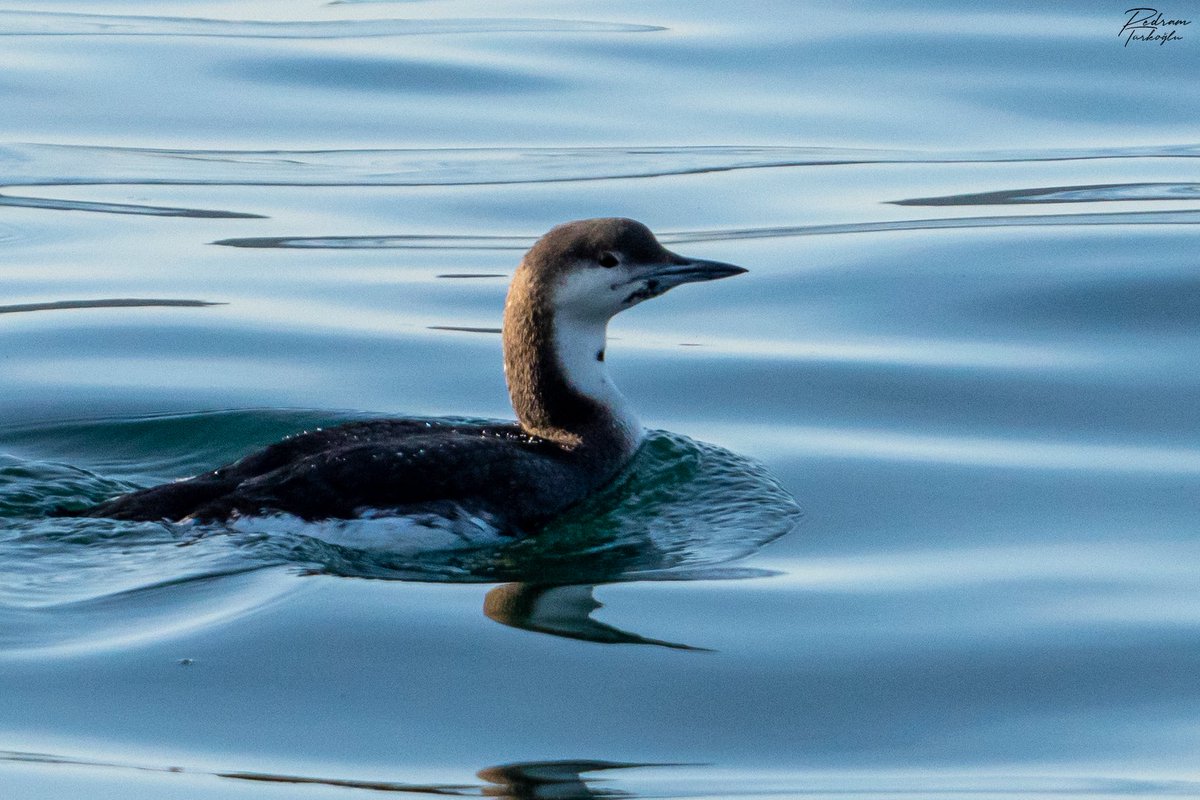 Beykoz, İstanbul’da fotoğrafladığım bir kara gerdanlı dalgıç (Gavia arctica). Genellikle 5 metre civarına kadar dalıp balıklar ve omurgasızlar ile beslenirler. Üreme giysisinde tüyleri tamamen siyah tonlarına bürünmektedir.