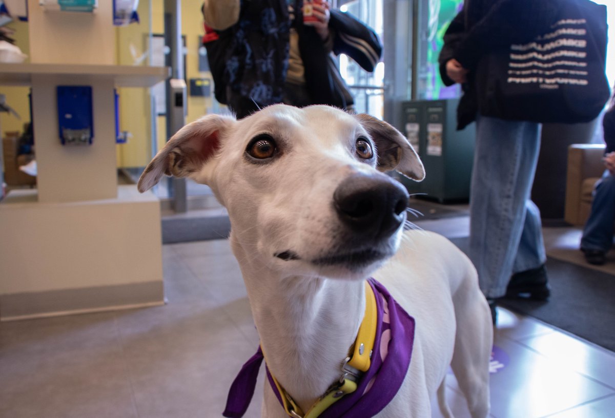 Today is #NationalPetDay! 🐶🐱🐍🐠 Several studies have shown that petting dogs can lower blood pressure and ease #tension. Thank you to all our CAMH #volunteer therapy #dogs and their owners who bring comfort and joy to patients, families and staff.