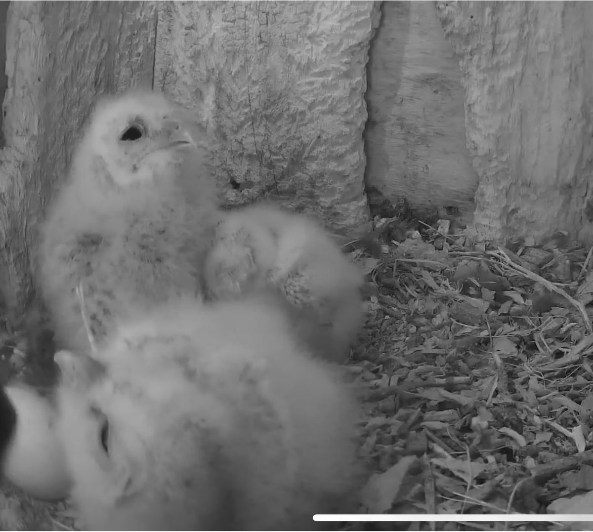 Aluco has just left the nest box. Great views of Bayer, Bailly and Bliss ❤️🦉🦉🦉#YewView