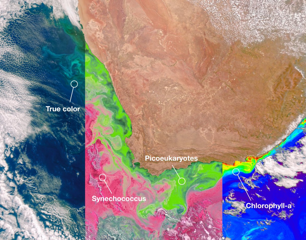 PACE sees Earth’s ocean like never before. 🌊 🌈 These views of a phytoplankton bloom show natural color (left), chlorophyll-a concentration (right), and two phytoplankton communities (middle). PACE is the first @nasa satellite to identify specific phytoplankton communities!