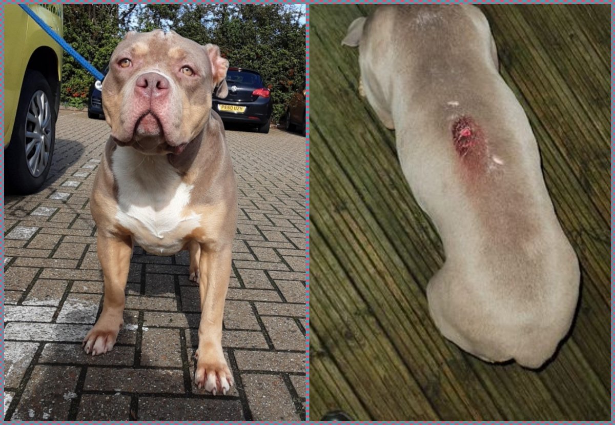 R.I.P. #XLBully BEAU.......🌈💔😭 From #UK Animal Cruelty Files - UKACF: This is Beau, who was found wandering, with a deep wound on her back, in the Meadow Way area of Leighton Buzzard, Bedfordshire, in early March. She was initially taken in by a kindly local woman, who…