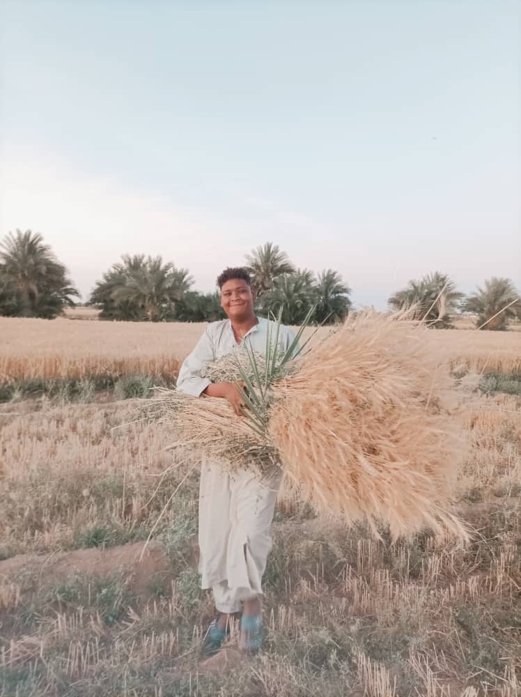 ملامح من حصاد محصول القمح بمنطقة أبو هشيم بولاية نهر النيل

#واكب_مجتمع
