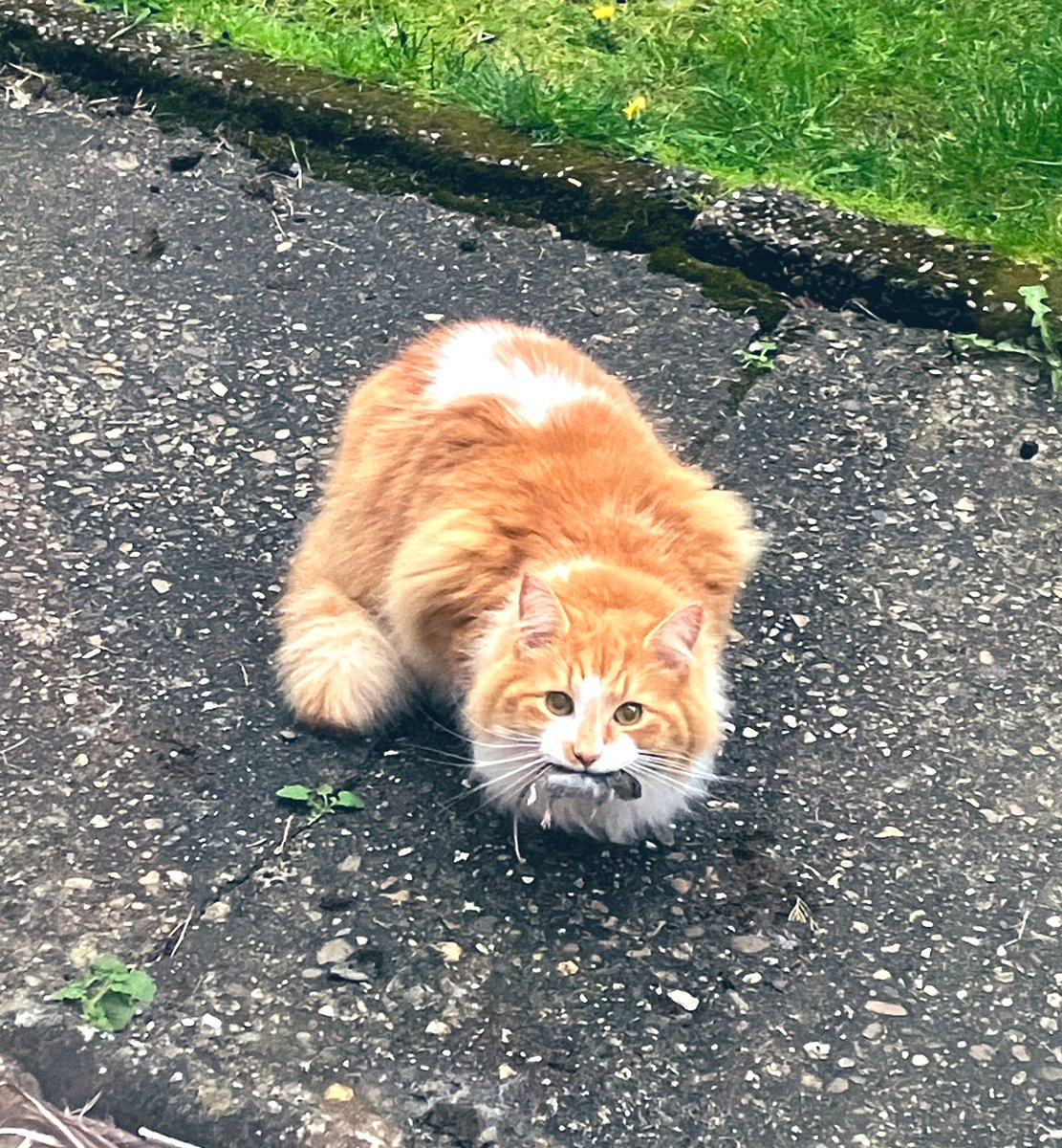 Evening snack muvver? 🐭 #hedgewatch #Bumblecats #CatsOfTwitter #CatsOnX