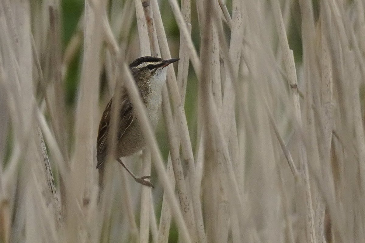 Another fun @FroizeUncovered day at Hollesley today and a big thank you to @BirderGranty for your guidance and company and @Froizesuffolk for the most delicious lunch! This Sedge Warbler stole the show!