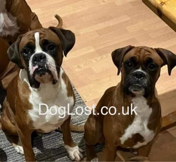 millypod1's tweet image. CHERRY &amp;amp; DYLAN BOTH HOME SAFE. 
THANKS FOR RT's😊🐕🐾 

🆘11 APR 2024 #Lost CHERRY &amp;amp; DYLAN #ScanMe
Cherry: Red /White/Black Boxer Female 
Dylan: Red &amp;amp; White Boxer Male 
Farm near #Lydiate #Sefton #Merseyside #L31 doglost.co.uk/dog-blog.php?d… doglost.co.uk/dog-blog.php?d…