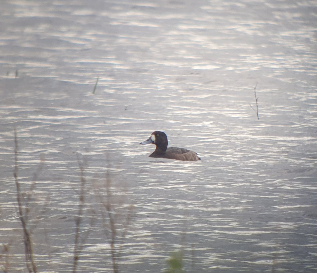 Good days birding. After a slow start with just the Scaup flock at North Duffield, hirundine passage picked up in pm and a call from @LDV_NNR resulted in 3rd!!! garden Osprey of the spring, and peaked this evening finding sum plum Slav Grebe at Bank Island