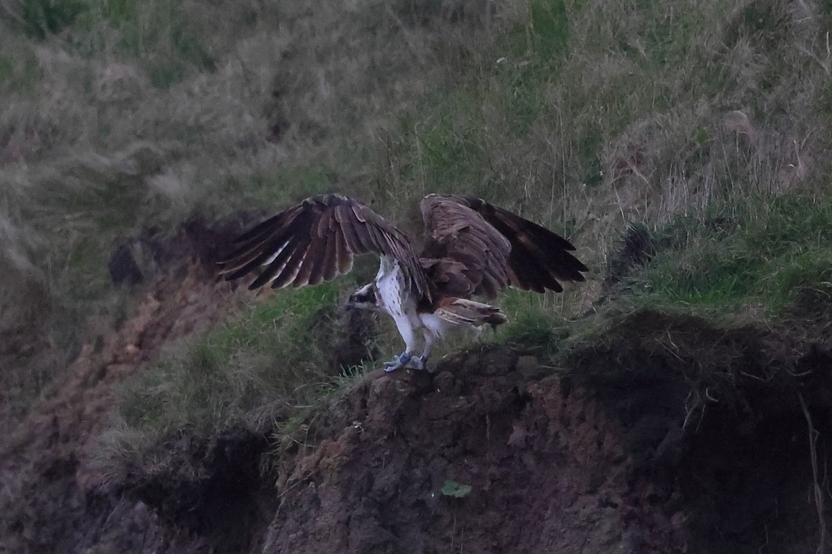 A migrating Osprey resting on the cliffs for several hours at St Mary's/Old Hartley this evening.