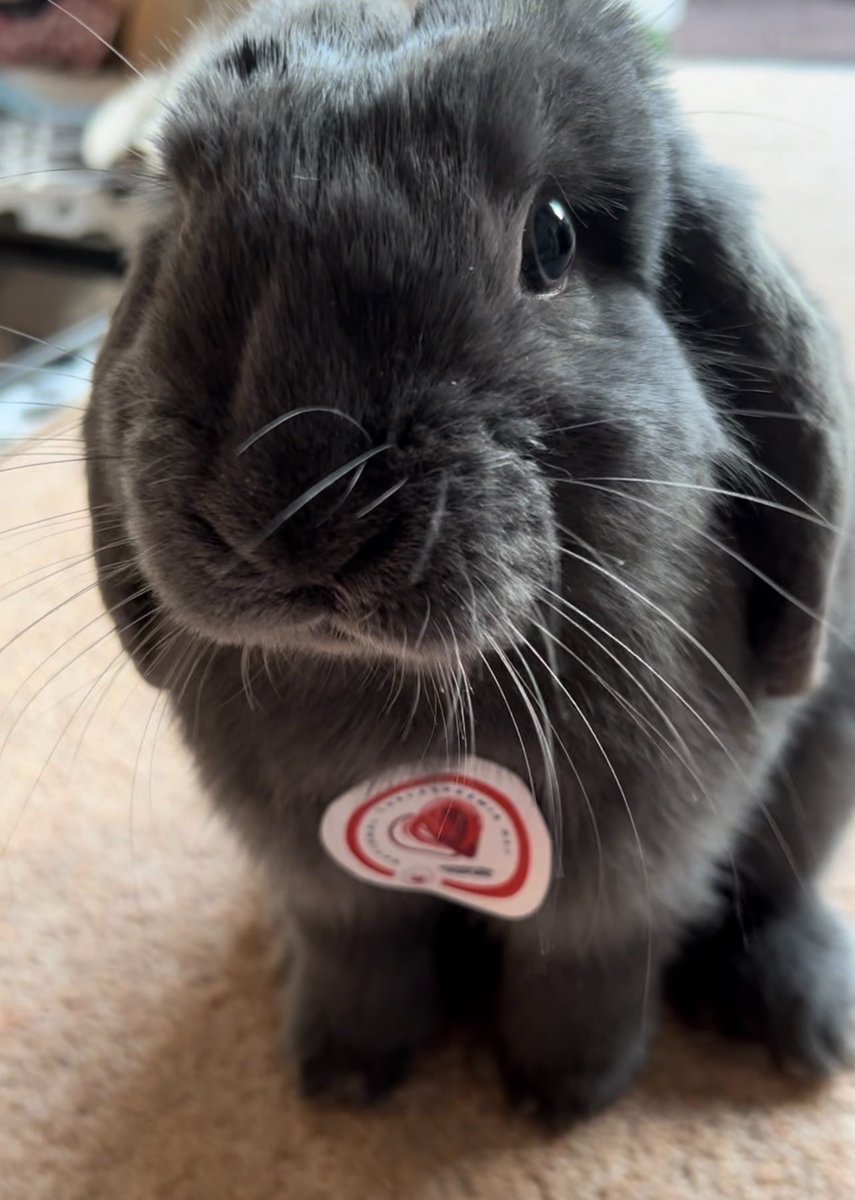 On the darkest of days, pets shine as beacons of selfless support, offering solace, comfort, and a reminder that we are never alone in our struggles. They spend their entire lives with us ❤️ Happy #NationalPetDay from #Blu the rabbit! 💙 #teamukts #thalassaemia #pets #petday