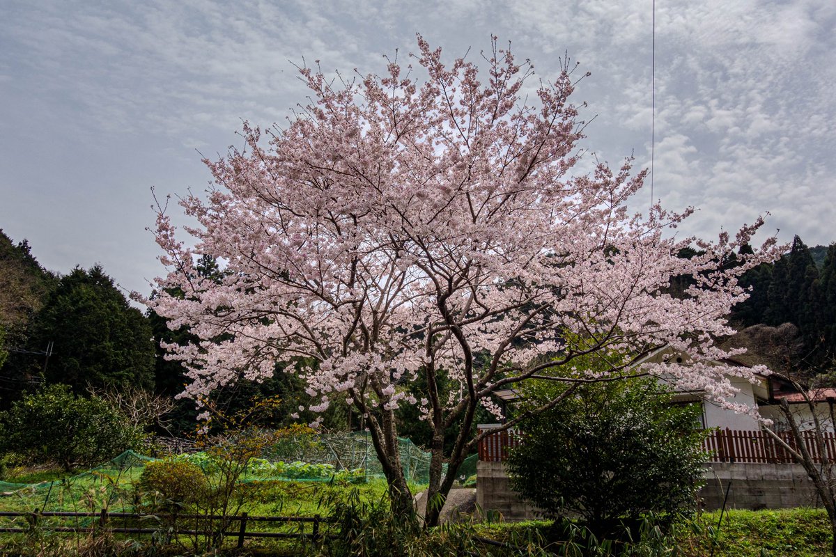 torimoaezu's tweet photo. #桜
#砂防公園
#高取山
奈良 https://t.co/3rGxDzuQOU