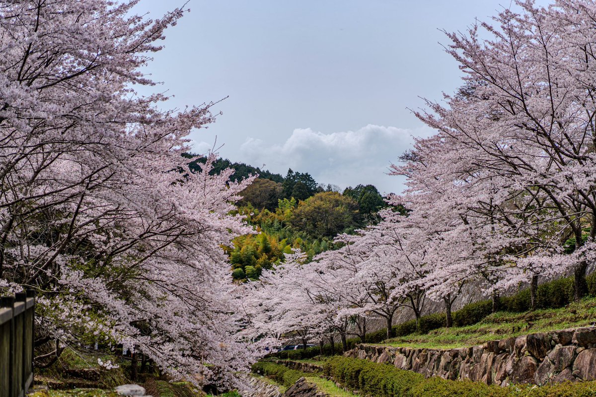 torimoaezu's tweet photo. #桜
#砂防公園
#高取山
奈良 https://t.co/3rGxDzuQOU