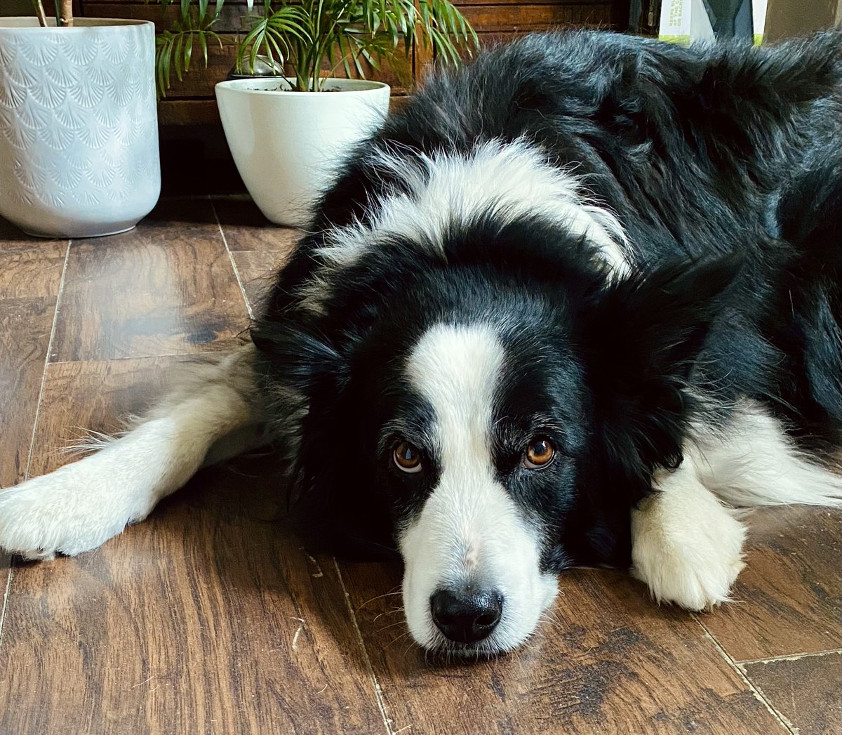 marykkeown's tweet photo. Celebrating Dakota, aka #WingDog, and all the good boys and girls on #NationalPetDay. I'm his proud auntie and adventure bud, and he's definitely one of my besties...
#GoodBoi #GoodGirl #pupper #puppaccino #BorderCollie https://t.co/GkD5pFuVT9