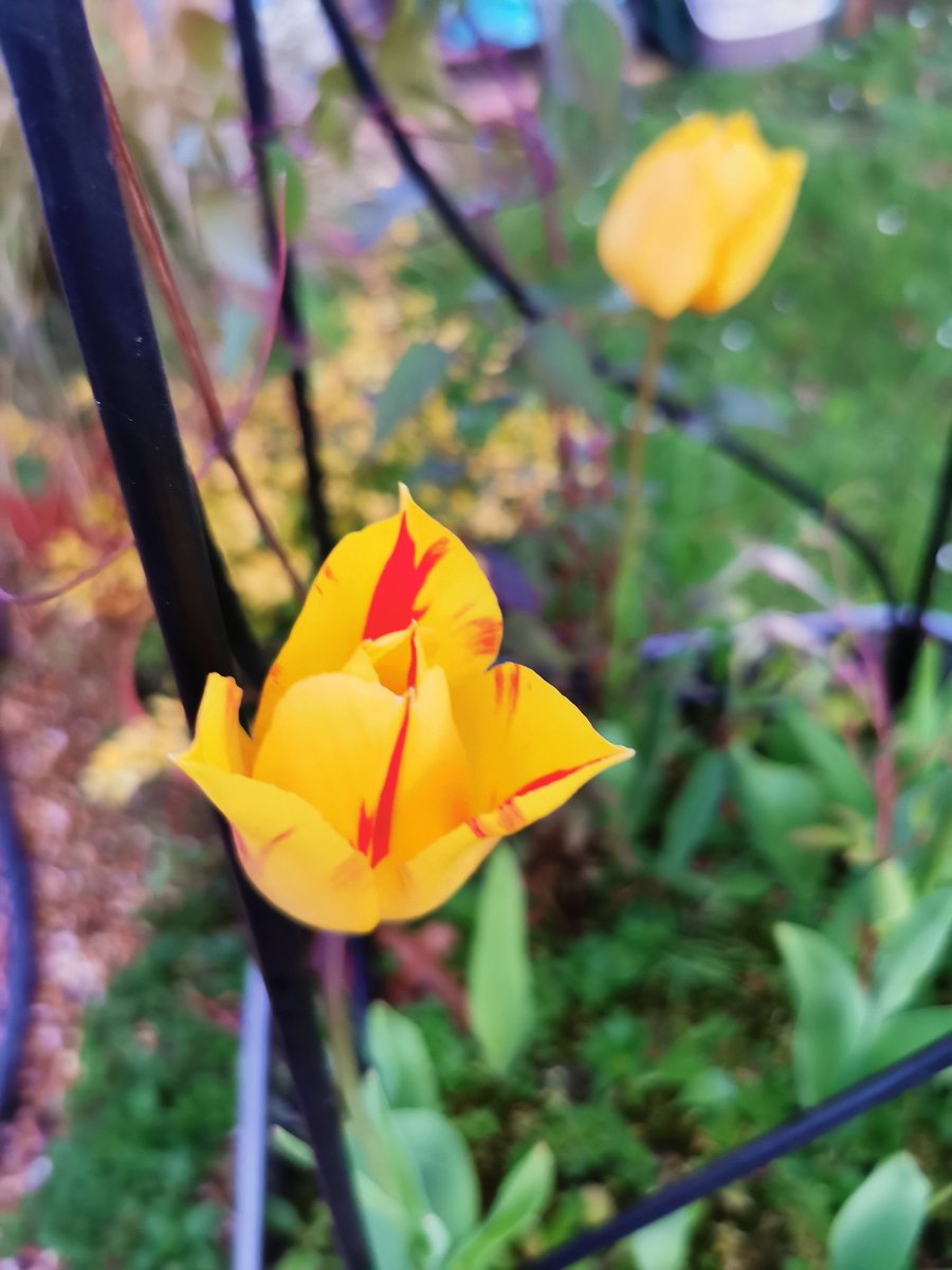 clothesfreeuk's tweet photo. Some garden colours and a make shift planter 😊❤️
#rhododendron #metalbucket #tulips #blooms #planters #watering #garden #clothesfreeliving #naturism #normalnudity https://t.co/I8QcMvjW0M