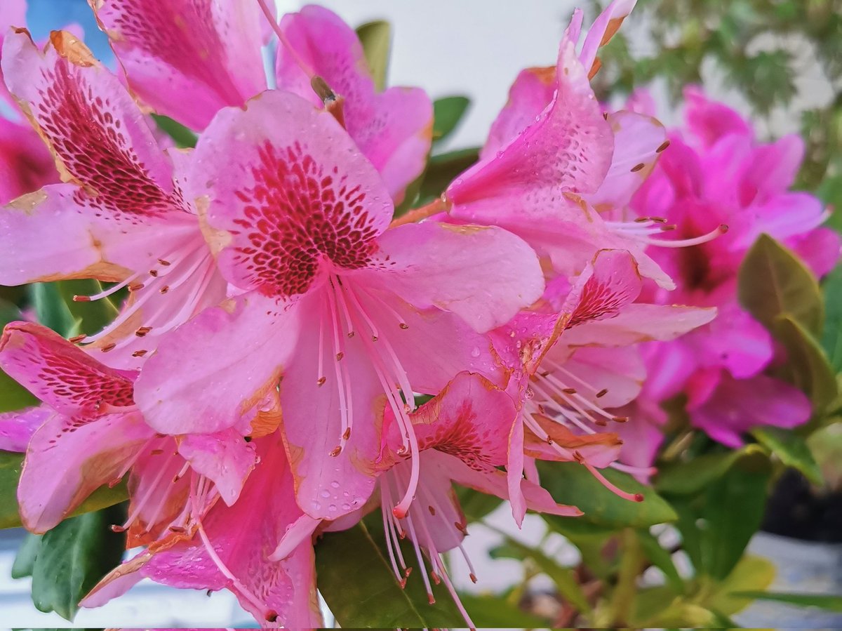 clothesfreeuk's tweet photo. Some garden colours and a make shift planter 😊❤️
#rhododendron #metalbucket #tulips #blooms #planters #watering #garden #clothesfreeliving #naturism #normalnudity https://t.co/I8QcMvjW0M