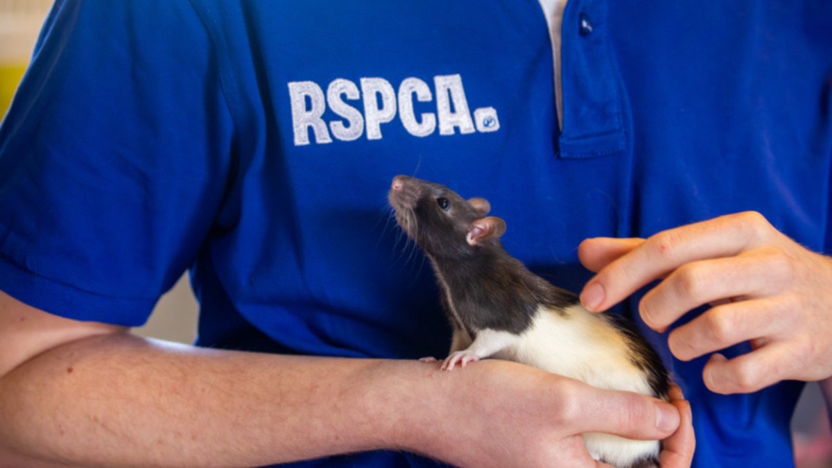 Can animals experience positive emotions like happiness? For us, it's a no-brainer ✅ Sadly 90% of people think dogs can, vs 42% for chickens, and 34% for rats. Animals deserve kindness, and we're urging people to rethink their relationship with them: bit.ly/3TOGCHc