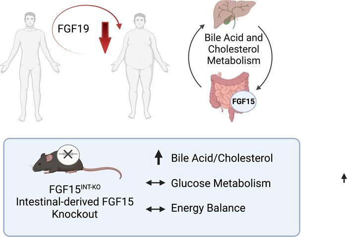 Intestinal FGF15 regulates bile acid and cholesterol metabolism but not glucose and energy balance: buff.ly/43UIOkX @nbkramer @seeleyrj @umichmedicine #Gastroenterology #Metabolism