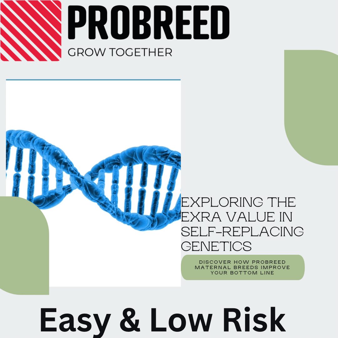 ProBreed's tweet photo. 🎯Fertility peaks, Profit reaps!
💡Imagine being able to breed for 🌟
✅ Higher Fertility
✅ Resistance to internal parasites
✅ Improved Survival
✅ Moderate Adult Bodyweight
✅ Earlier Puberty
✅ Better Temperament
✅ Early Growth
#ProBreed #MaternalEfficiency #ProductionEfficiency #PrimeLambs #Lambs #SelfReplacing