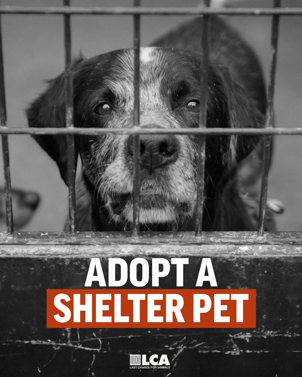 It's simple - Adopt Don't Shop. #NationalPetDay #AdoptDontShop