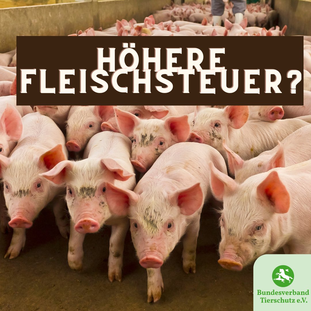 Heute ging es in Berlin wieder um eine höhere Fleischsteuer. Wir sind dafür! Was sagt Ihr dazu? #tierschutz #tierrechte #massentierhaltung