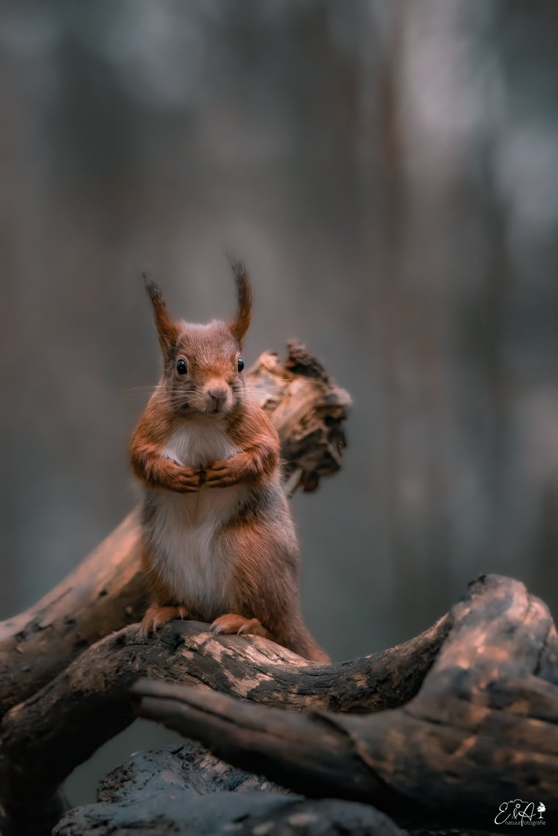 elisedeborst's tweet photo. So Sweet
#squirrel #eekhoorn #wildlifephotography #wildlife https://t.co/iwY1O6b47z