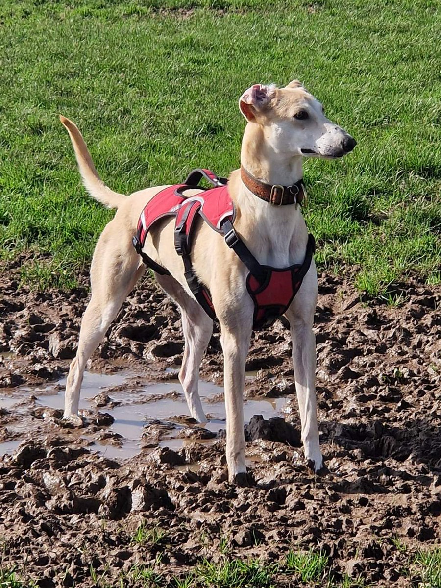 Beautiful Nelly having fun in the enclosed field today this stunning girl is still looking for her forever home.
No enquiries as yet👈👈👈😓
#NationalPetDay
#uk
#wales
#scotland
#houndsoftwitter
lurcher.org.uk