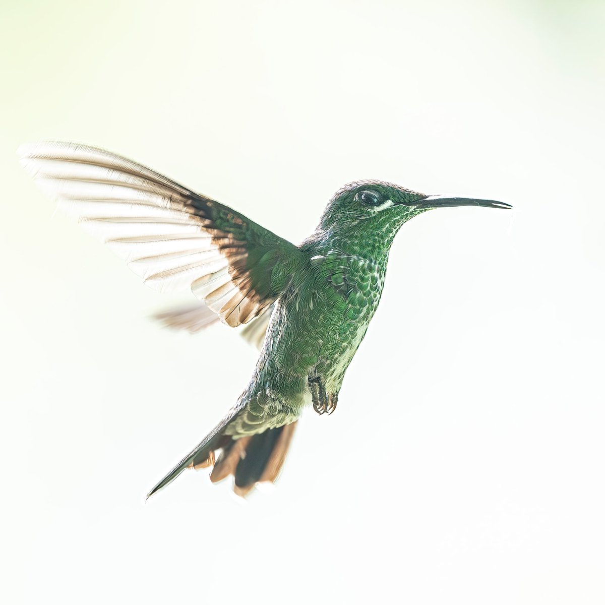 Backlit beauty