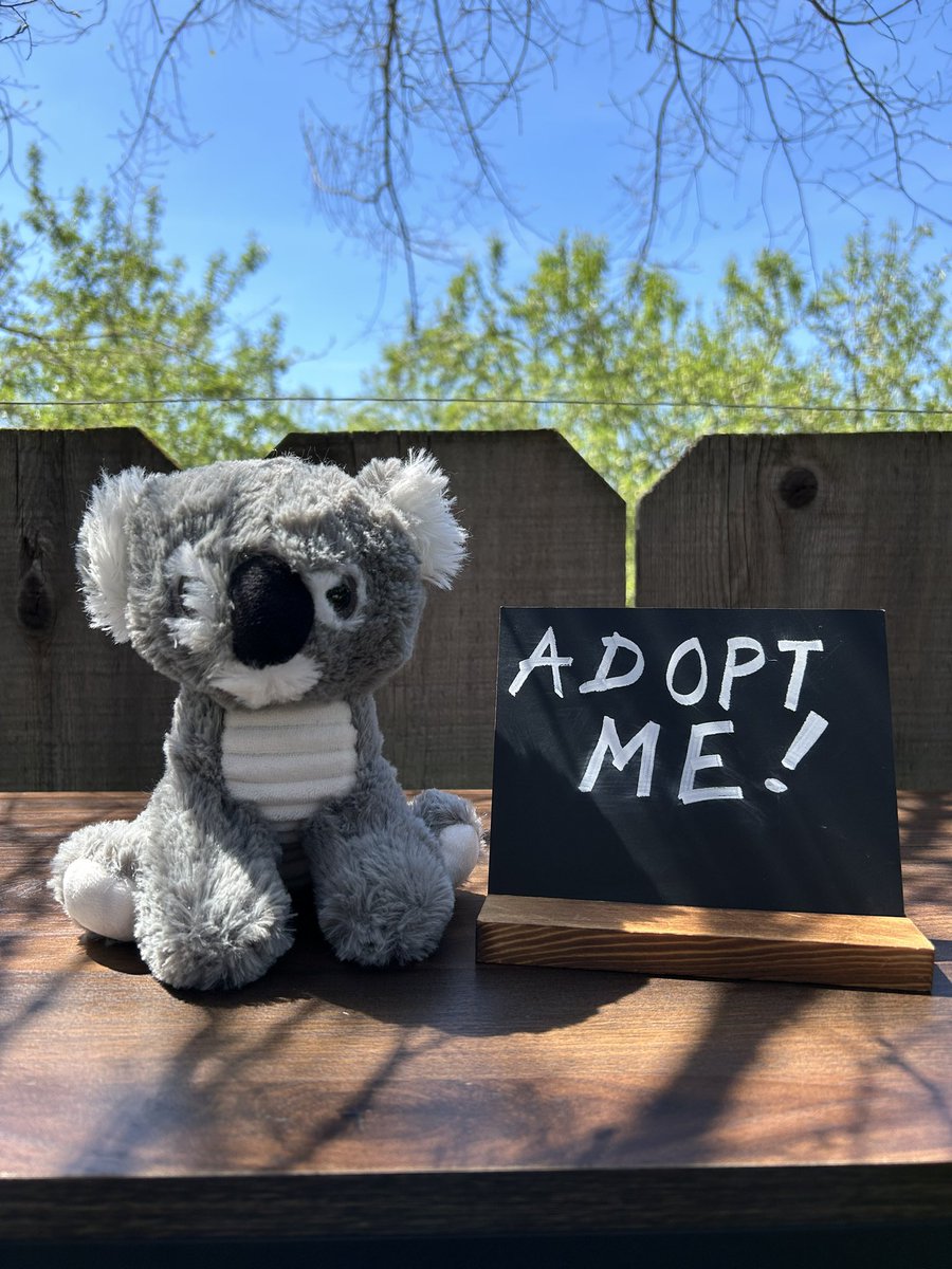 Aglet is available for adoption~ Will you be their forever home? You can adopt them here: sleepytimerescue.etsy.com/listing/171265…