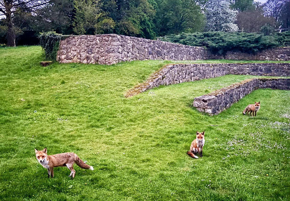 My evening visitors waiting for their dinner like clockwork… I love this time of day so much! @KWRSSheppey nearly a year since we took them in and they are doing amazingly! 🧡🤎🤍🦊🦊🦊 #Foxes #Wildlife
