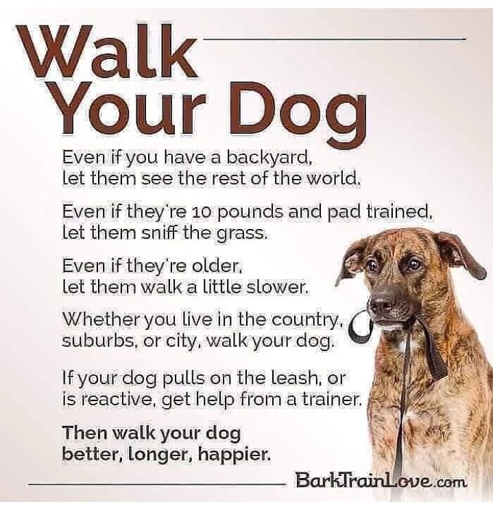 💕 Dogs need walks! 💕 Dogs love to explore the world & they do this on a walk! Different smells keep their brains busy & their tails wagging 🐕 And we get fresh air & time to enjoy our furry besties 🐾 Get walking & let your dog enjoy life 💙 Pic barktrainlove.com