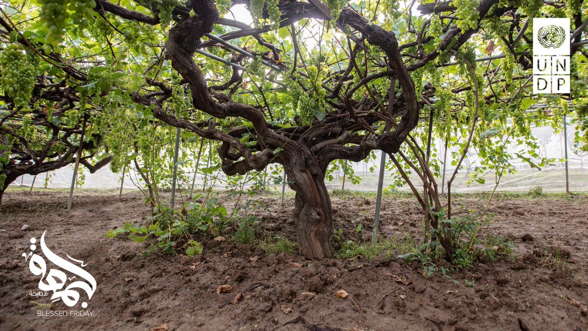 هل تعلم أن الممارسات الزراعية المستدامة يمكن أن تساعد في حماية بيئتنا وضمان مستقبل صحي للجميع؟ 🌍

نحن ندعم اليمنيين على تبني الزراعة المستدامة، مما يساهم في كوكب أكثر اخضراراً

#جمعة_مباركة💙