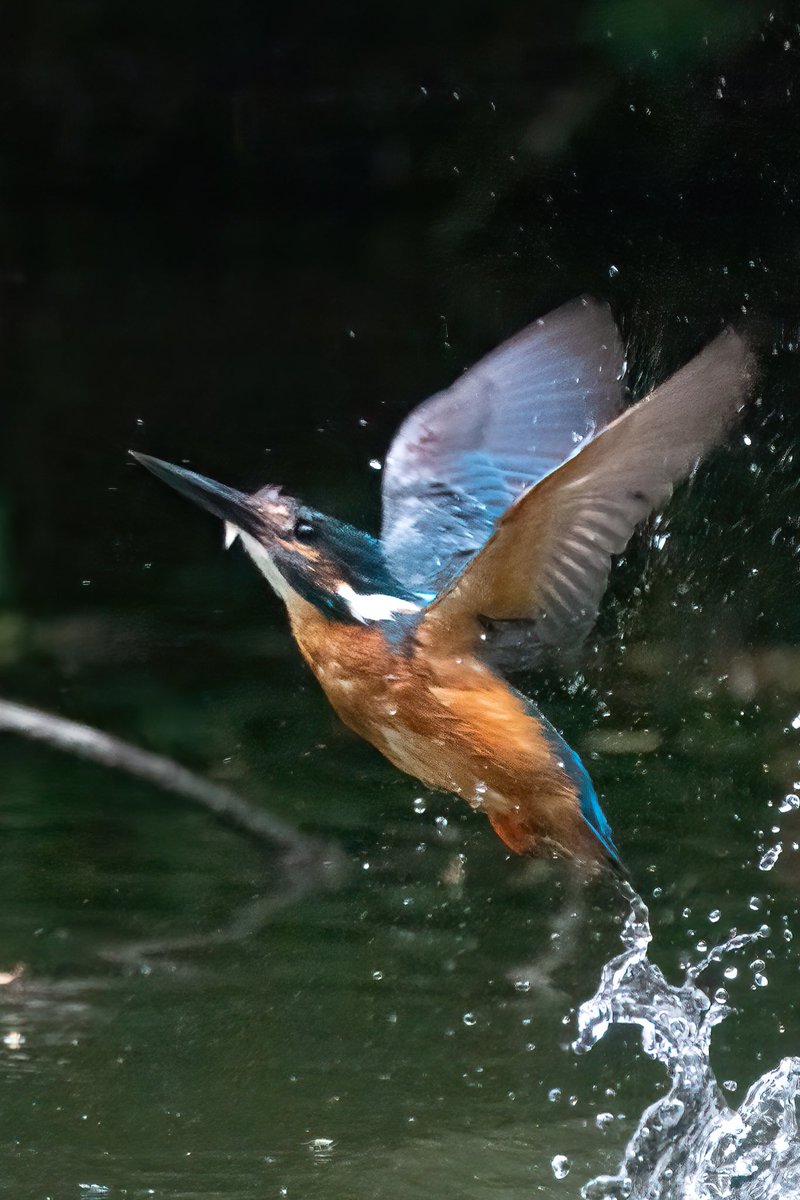 Male kingfisher doing a cleaning dive. Kingfishers often do three or four dives in quick succession to clean themselves. This is usually after digging out their nests or in later months when the nest is full of filth from the chicks.
