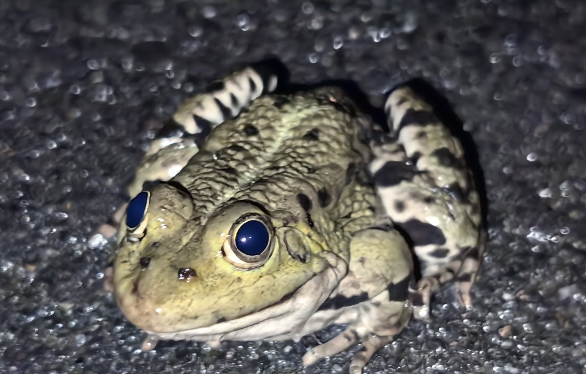 Nächtliches süsses Jogginghindernis🐸. Ist er nicht drollig🤩. Hab ihn Lupo genannt ☺️.