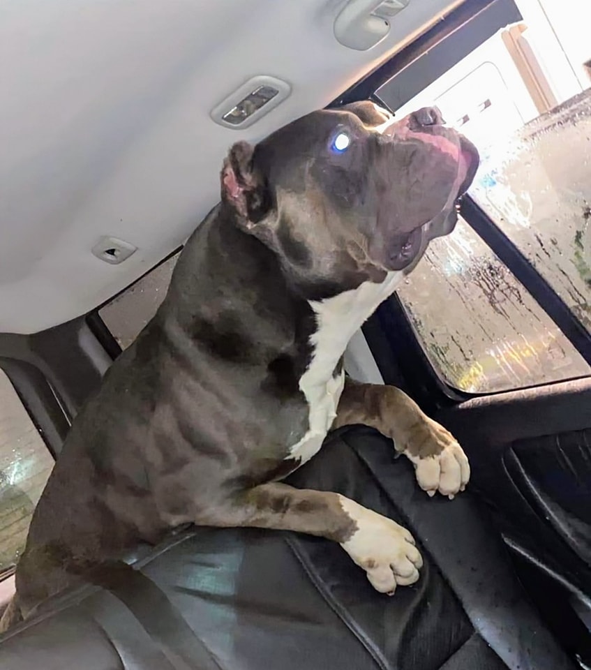 💔 BRONSON DEAD IN POLICE 'CARE' 💔 From @saveseizeddogs #UK: Bronson was seized by Kent police and held in their approved kennels, his devastated owner was informed today that he has died whilst in the kennels. A cause of death is not yet known, we have advised that the owner…