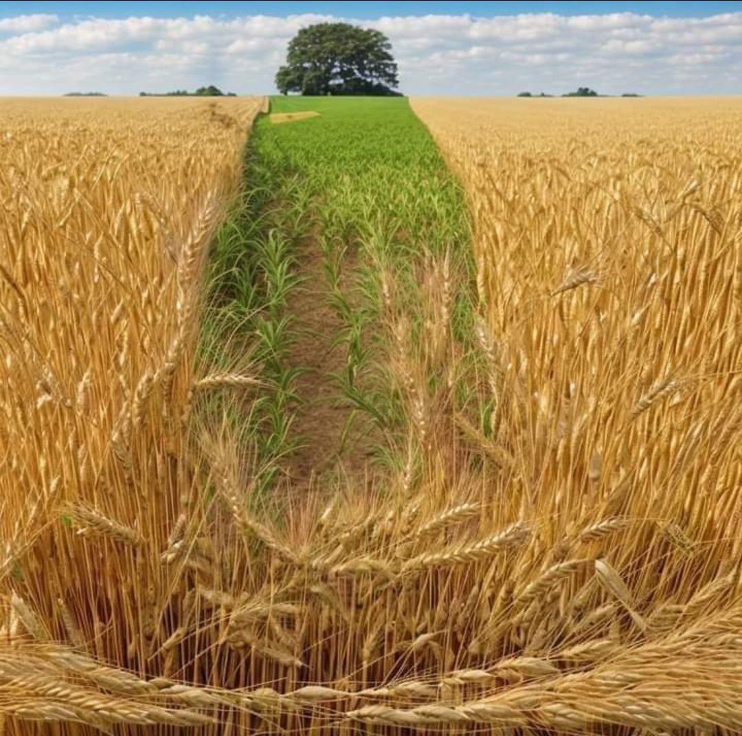 اگر حکومت گندم خریداری پالیسی پر نظر ثانی نہیں کرتی تو پھر فلور ملز کسانوں سے 3 ہزار یا سرکاری قیمت سے کم قیمت پر گندم خرید کر، حکومت کو 3900 روپے فی من بتا کر غریب عوام کو آٹا 5000 روپے میں فروخت کریں گے اور اربوں روپے کا فائدہ اٹھائیں گے.